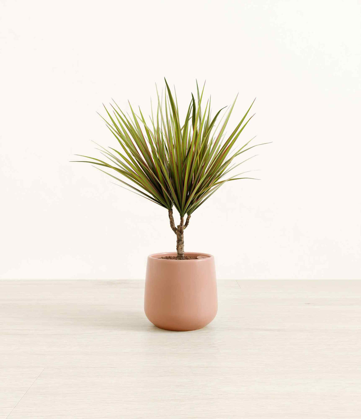 Dracaena Marginata plant with spiky green leaves in a terracotta pot