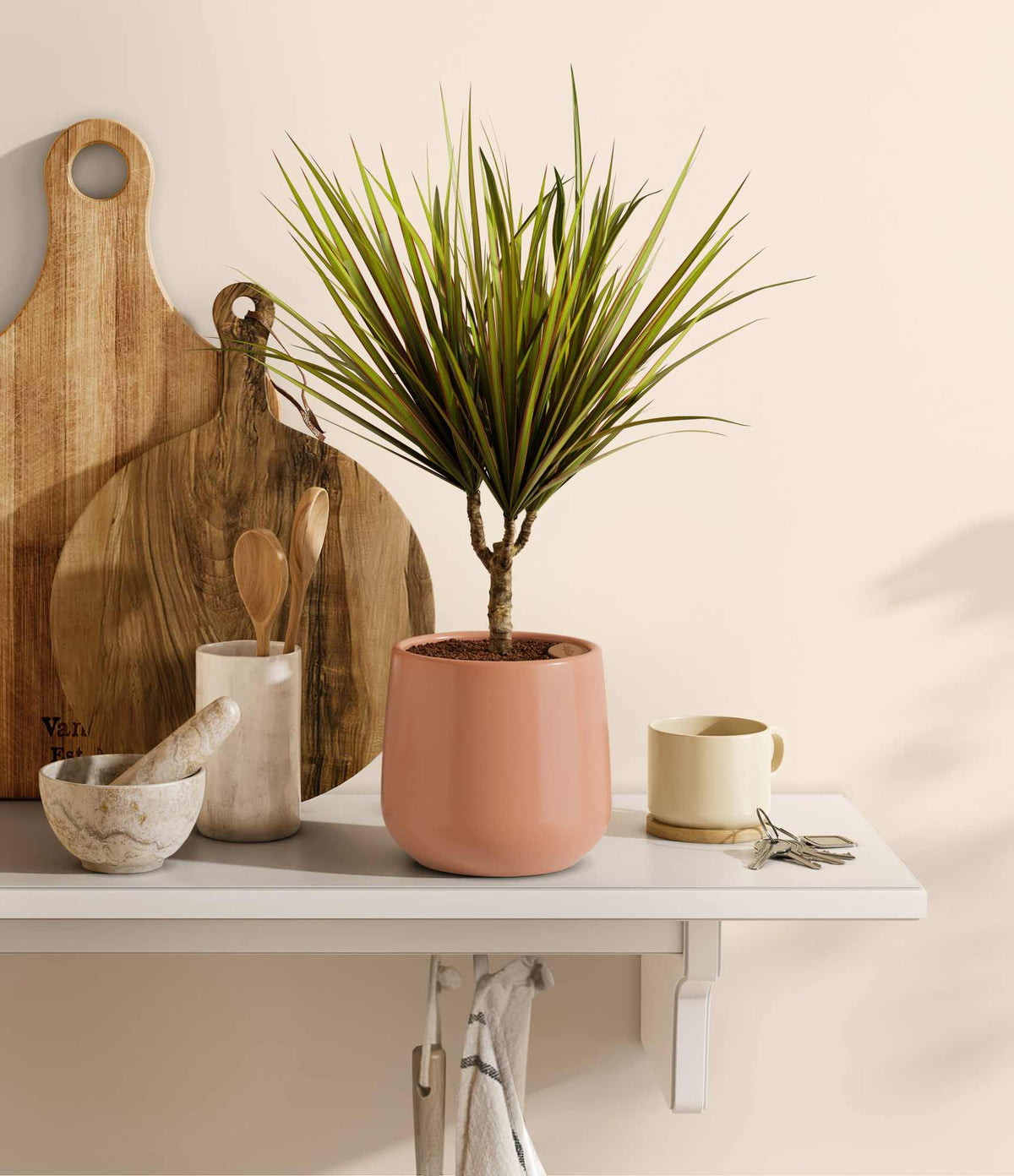 Dracaena Marginata plant in a terracotta ceramic pot with spiky green leaves