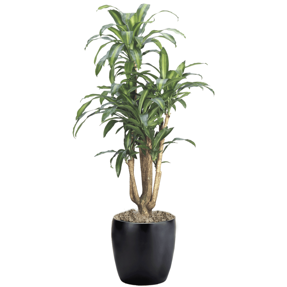 Branched Dracaena Massangeana in black planter, tall green striped leaves