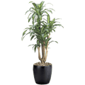Dracaena Massangeana Branched