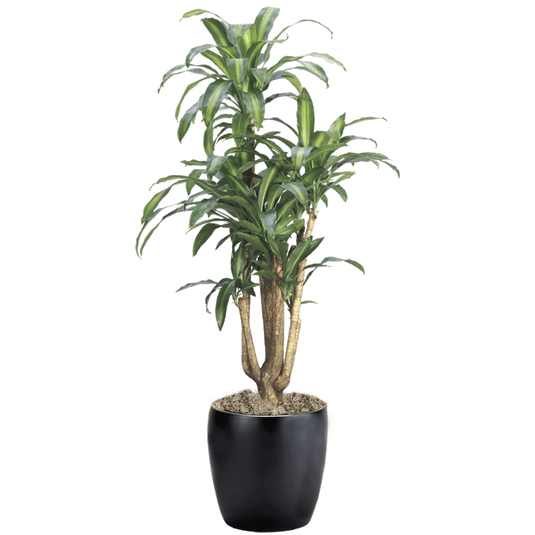 Dracaena Massangeana Branched