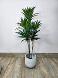Artificial Dracaena Reflexa