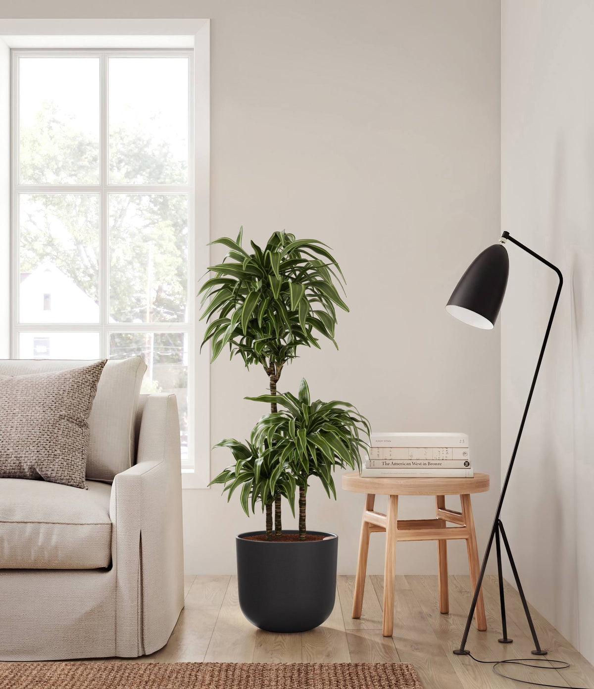Dracaena Warneckii plant with layered fronds in black pot