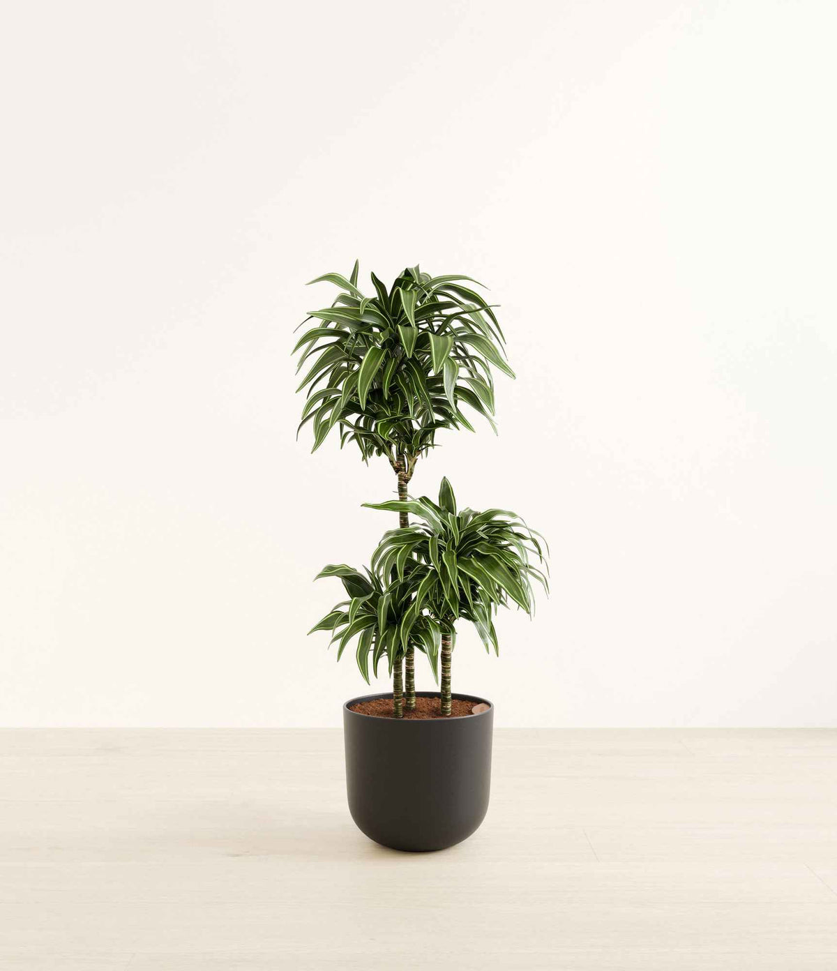 Dracaena Warneckii plant in black pot with slender green leaves