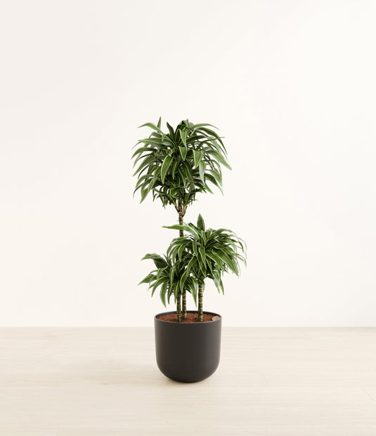 Dracaena Warneckii