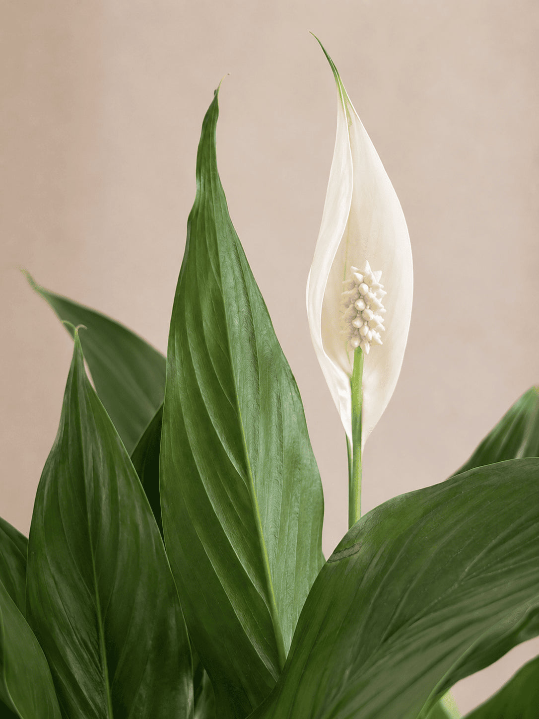 Peace lily flower with white spadix and dark green leaves