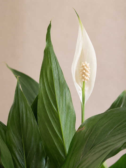 Peace Lily