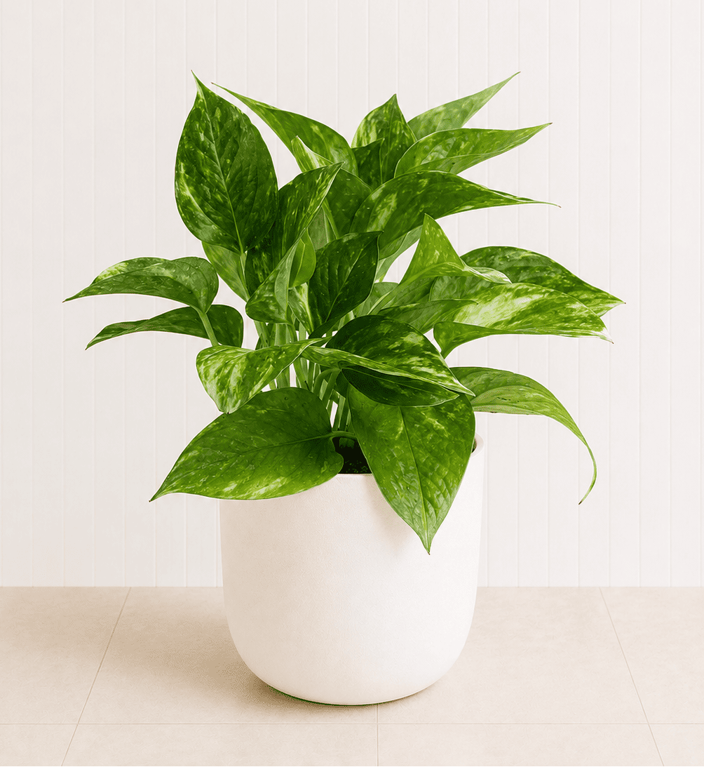 Variegated pothos plant in a white pot with bright green glossy leaves