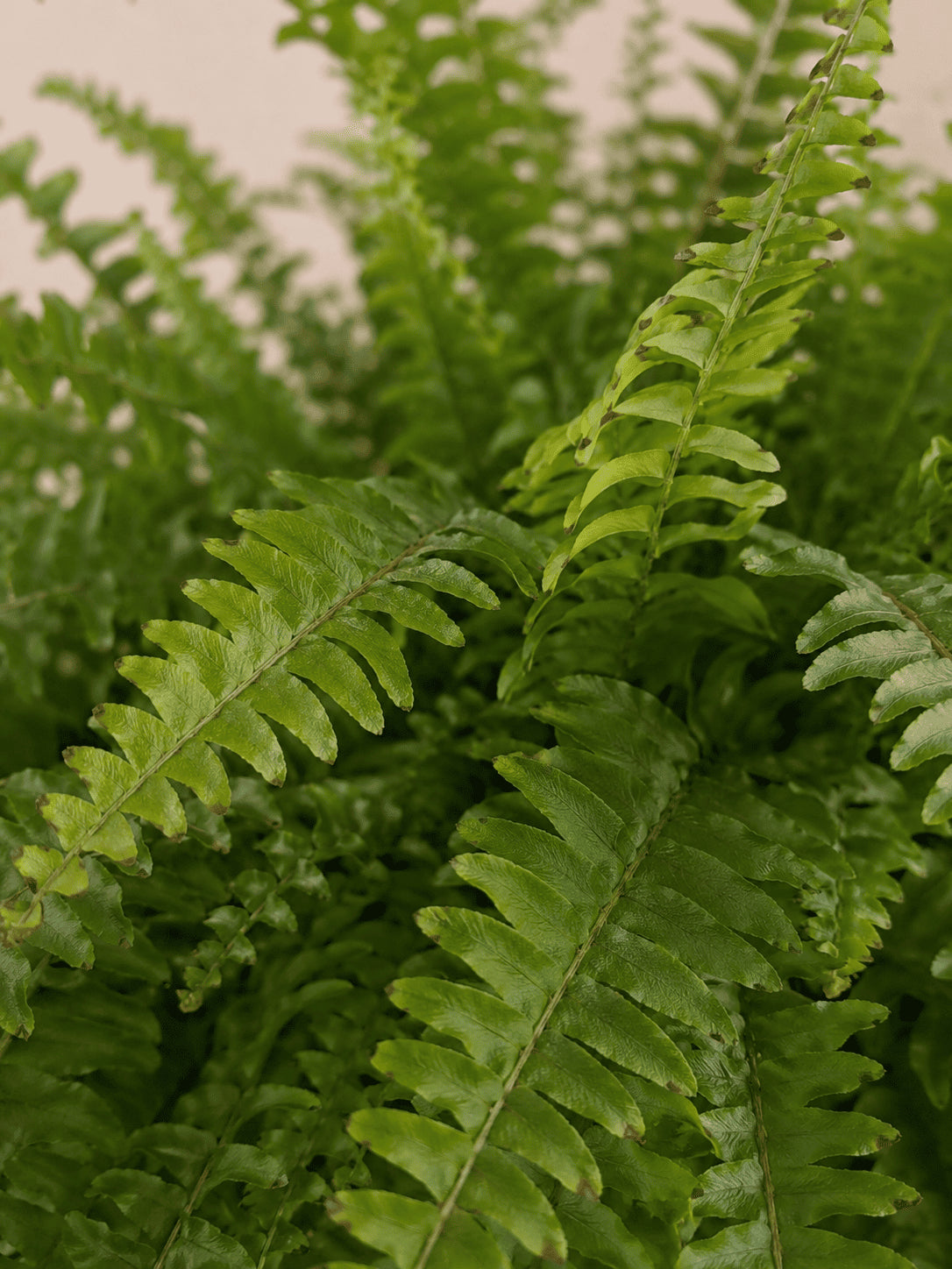 Boston fern fronds with detailed green leaflets