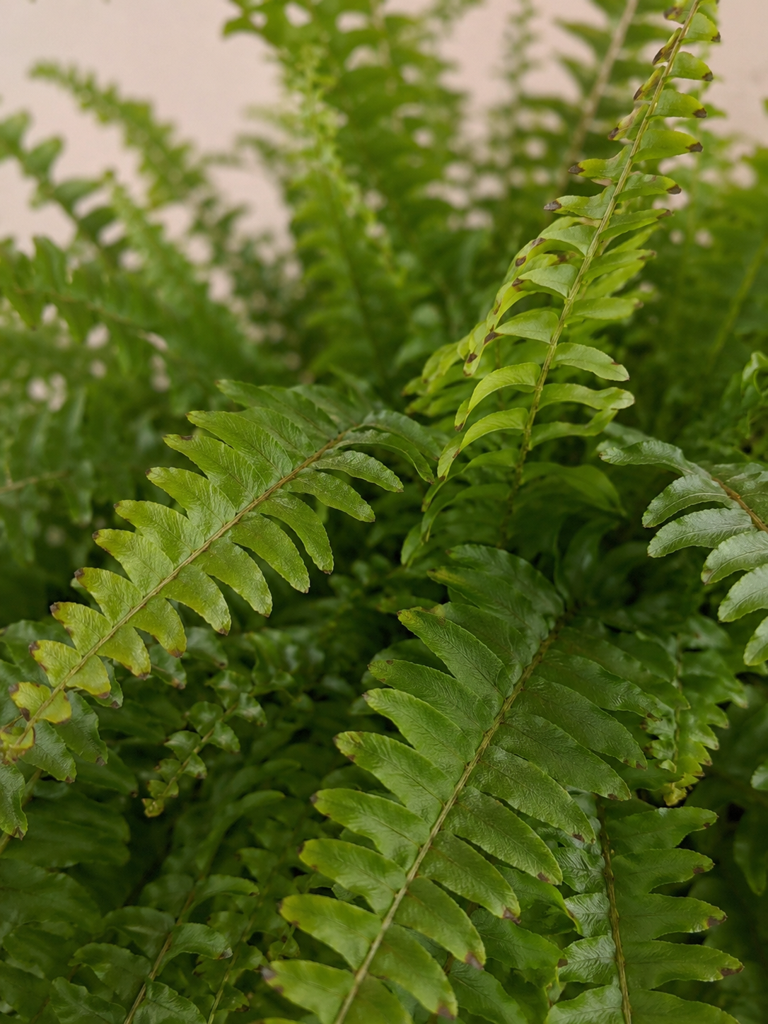 Boston Fern