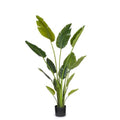 Traveler's palm in black nursery pot with upright green leaves