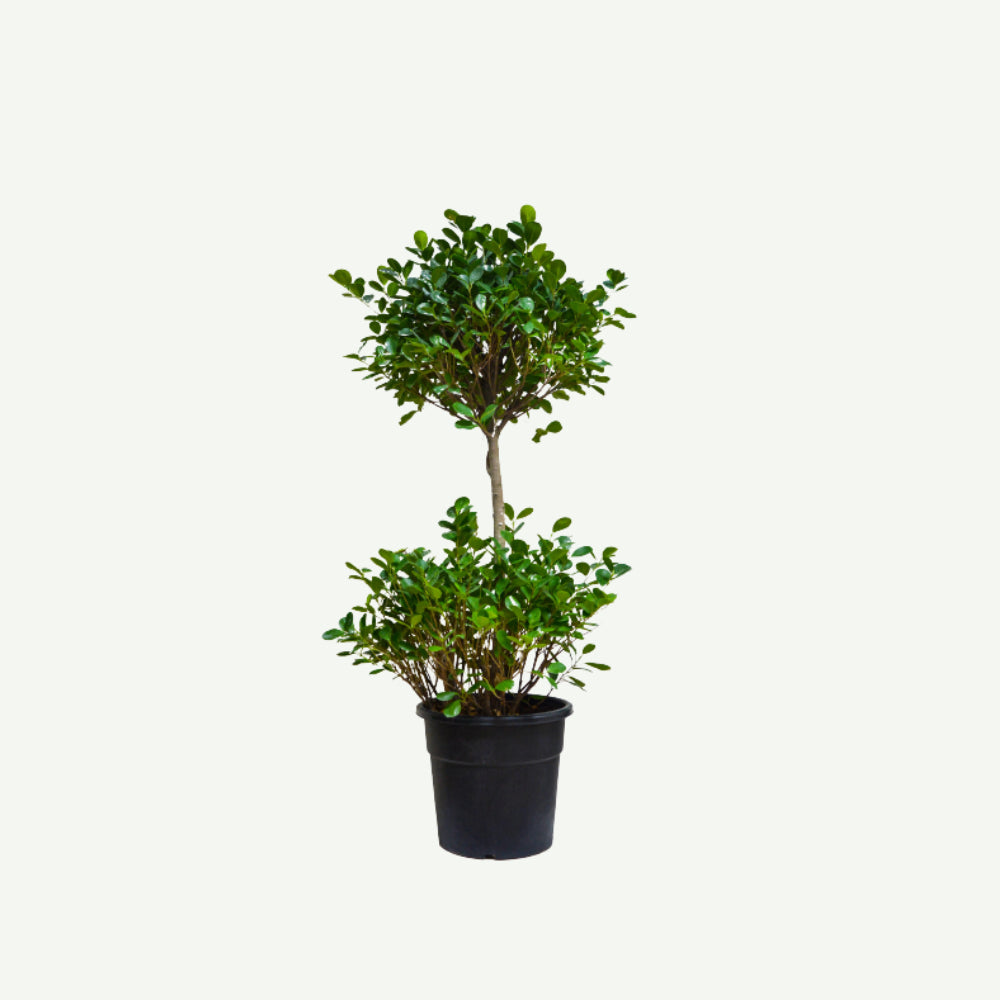 Two-head ficus plant in black nursery pot
