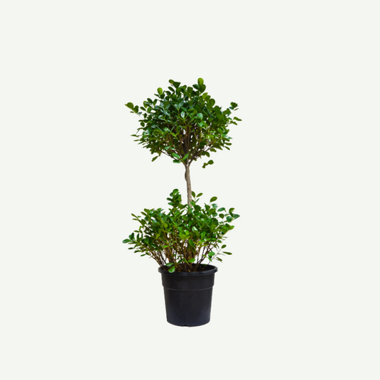 Ficus Panda - 2 Head