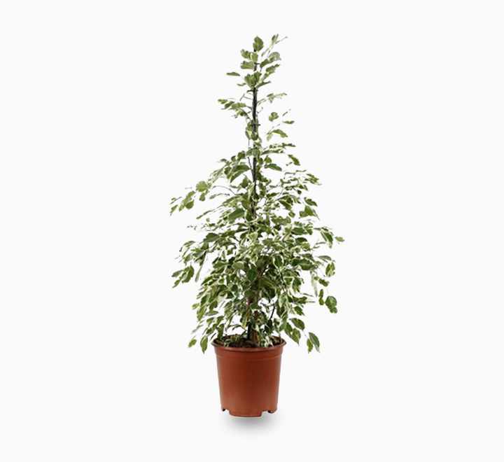 Ficus benjamina 'Holland' in terracotta pot, compact green foliage tree