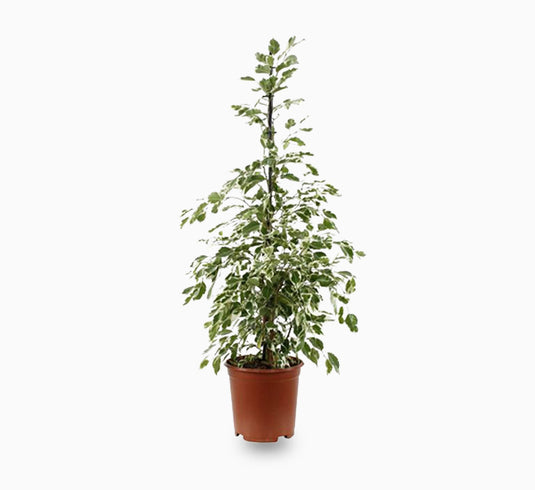 Ficus Benjamina Holland