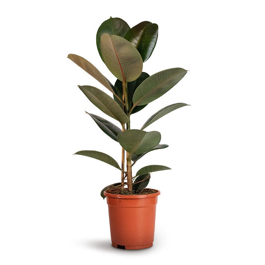Rubber Plant Branched