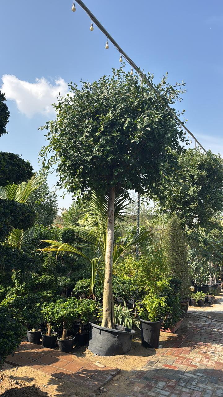 Ficus nitida sapling tree in a pot, lush green leaves, about 3.5 m tall