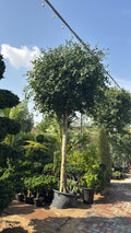 Ficus Nitida - 3.5 meter