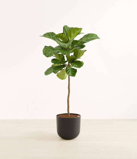 Fiddle Leaf Tree