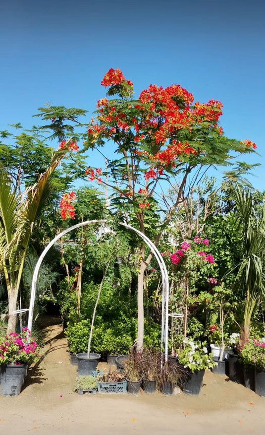 Delonix Regia / Royal poinciana / Flame Tree