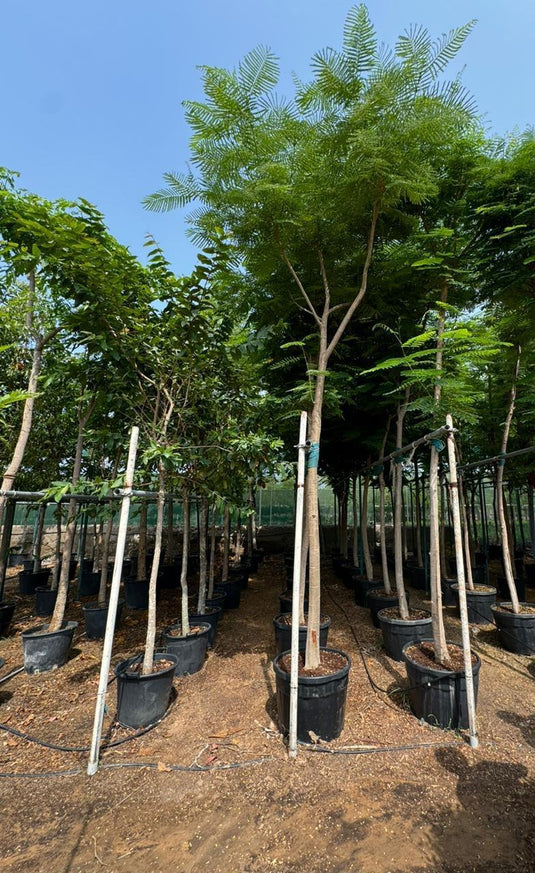 Delonix Regia / Royal poinciana / Flame Tree