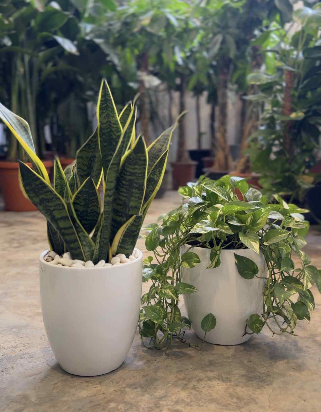 Snake and pothos plants in white planters, snake plant leaves and trailing pothos vines