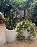 Snake and Pothos Bundle