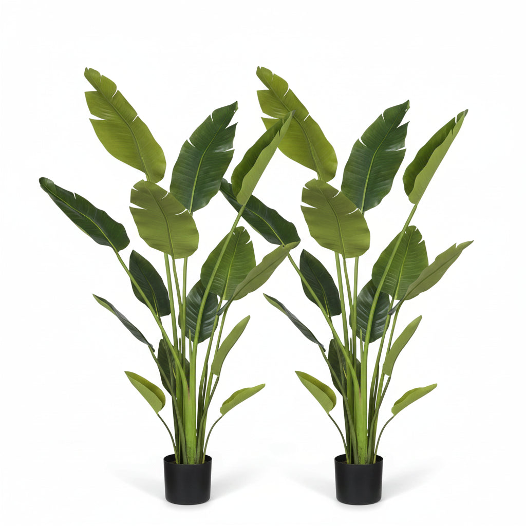 Duo of potted traveller palm-style plants with tall green leaves in black pots
