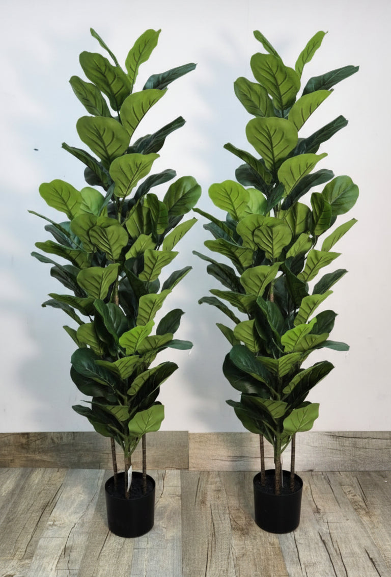 Two potted fiddle leaf fig trees with glossy green leaves in black planters