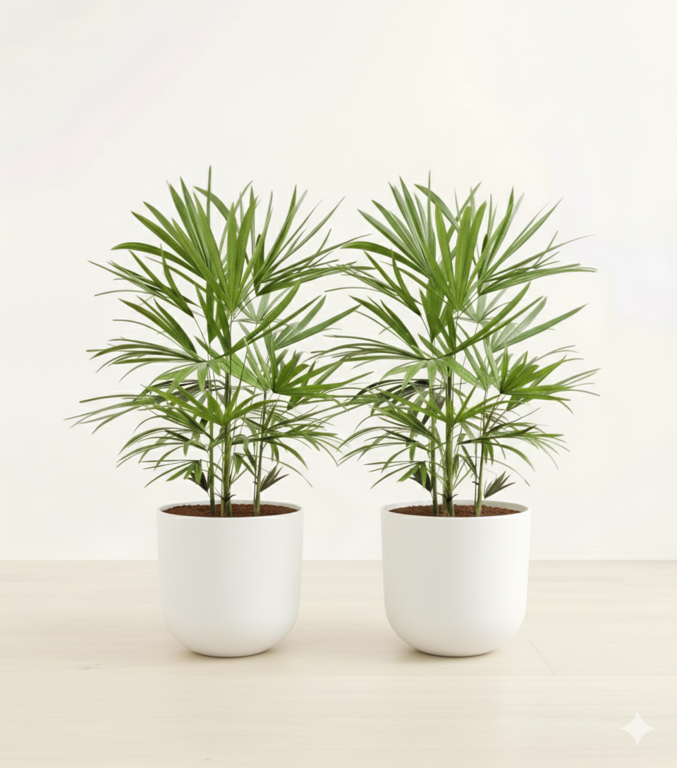 Potted palm duo with two green frond plants in matching white planters