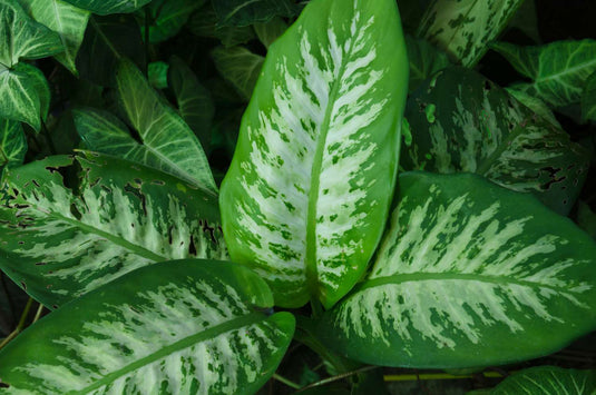 Dieffenbachia Seguine