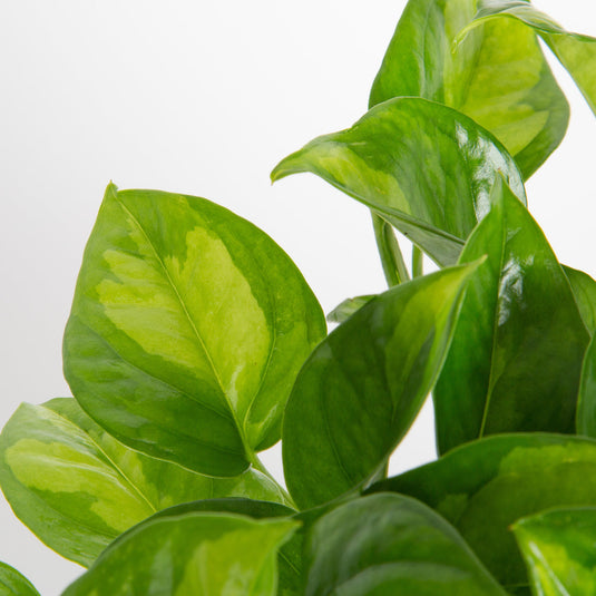 Global Green Pothos