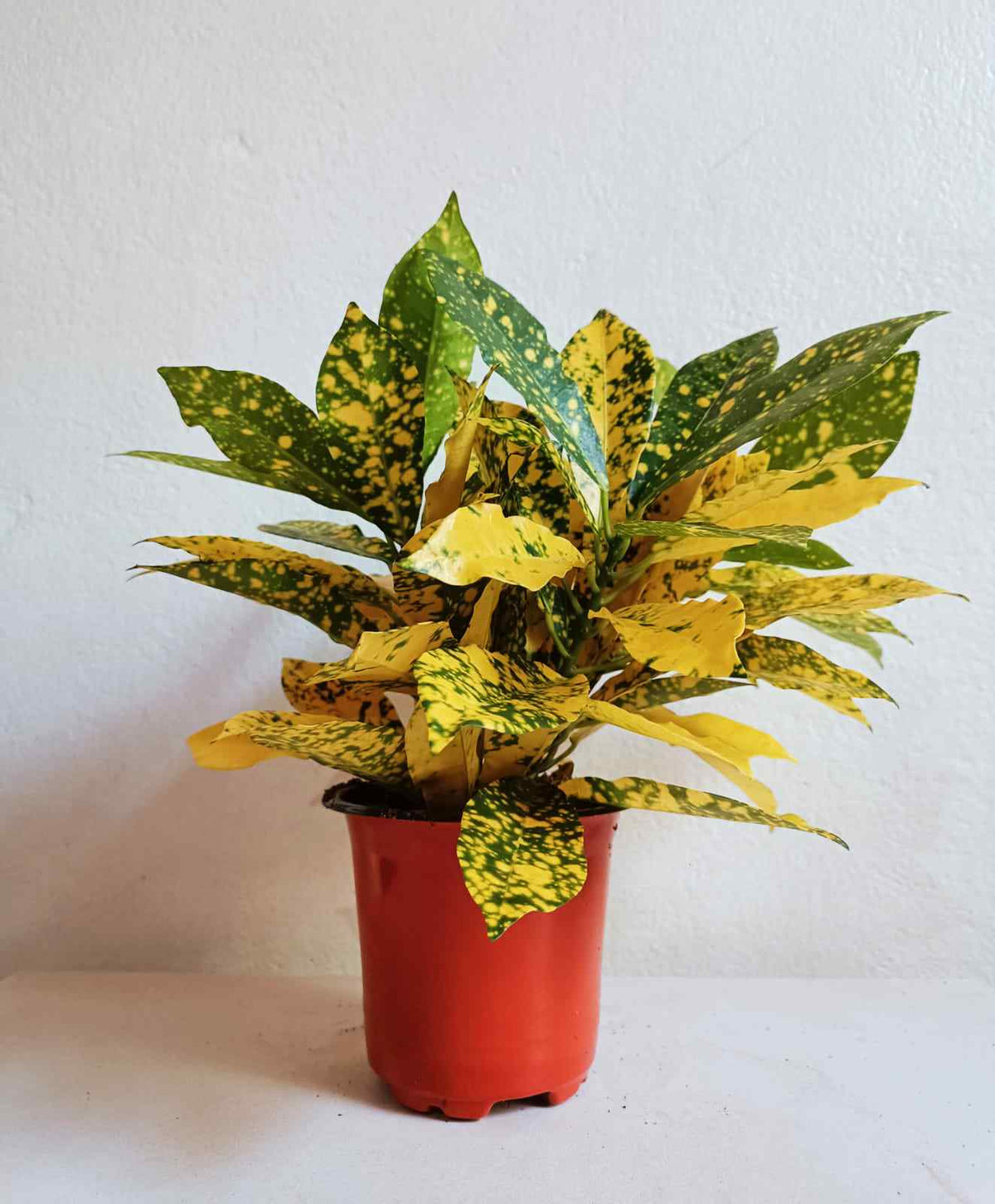 Croton plant in red pot, yellow and green speckled leaves