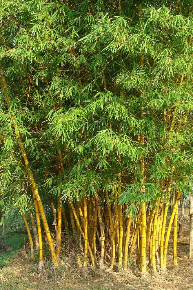 Yellow bamboo plant with tall yellow-green culms and dense green frond leaves
