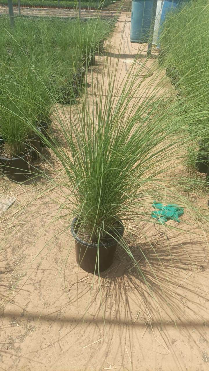 Green fountain grass plant in a pot with dense tufts of narrow blades