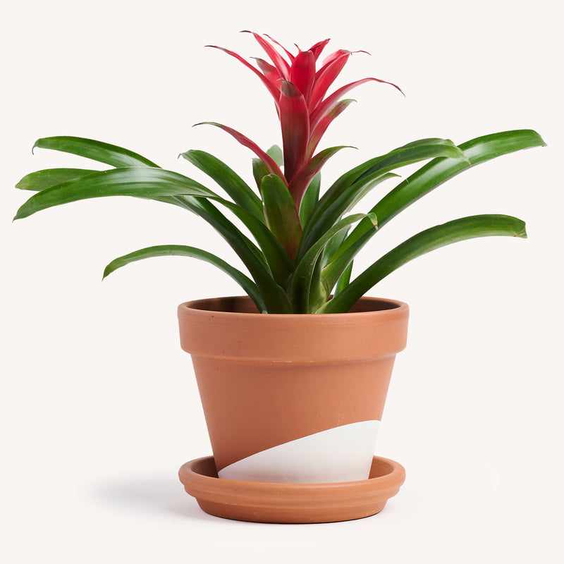 Potted Guzmania bromeliad with red bracts and green leaves in terracotta pot