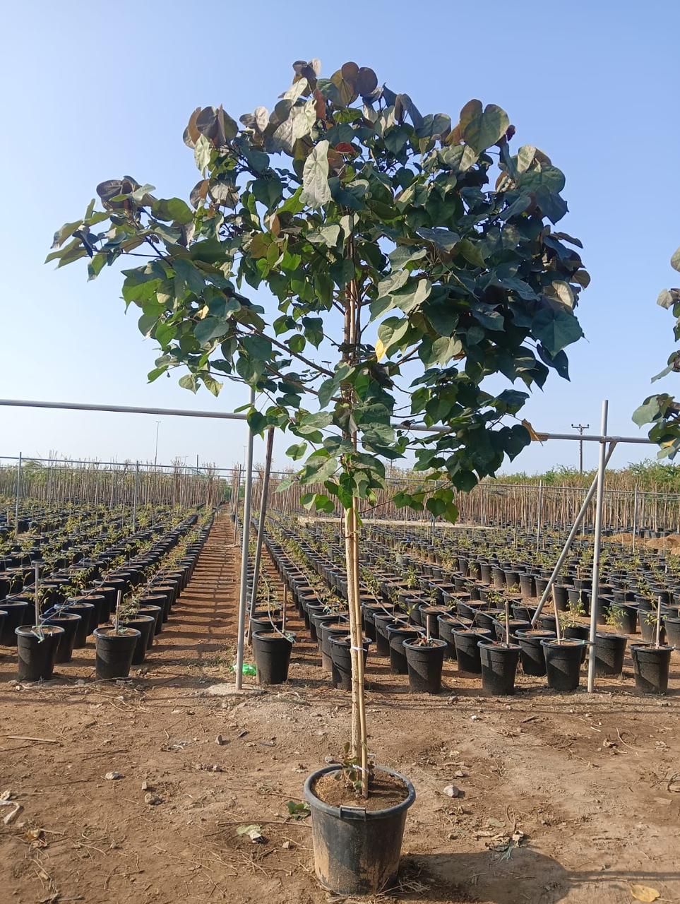 Potted hibiscus tree with green leaves and upright stems