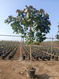 Hibiscus Tree