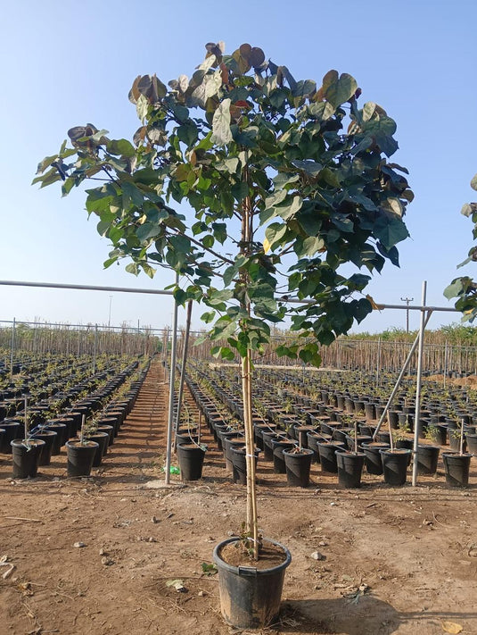 Hibiscus Tree