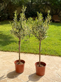 Olive Tree Pair