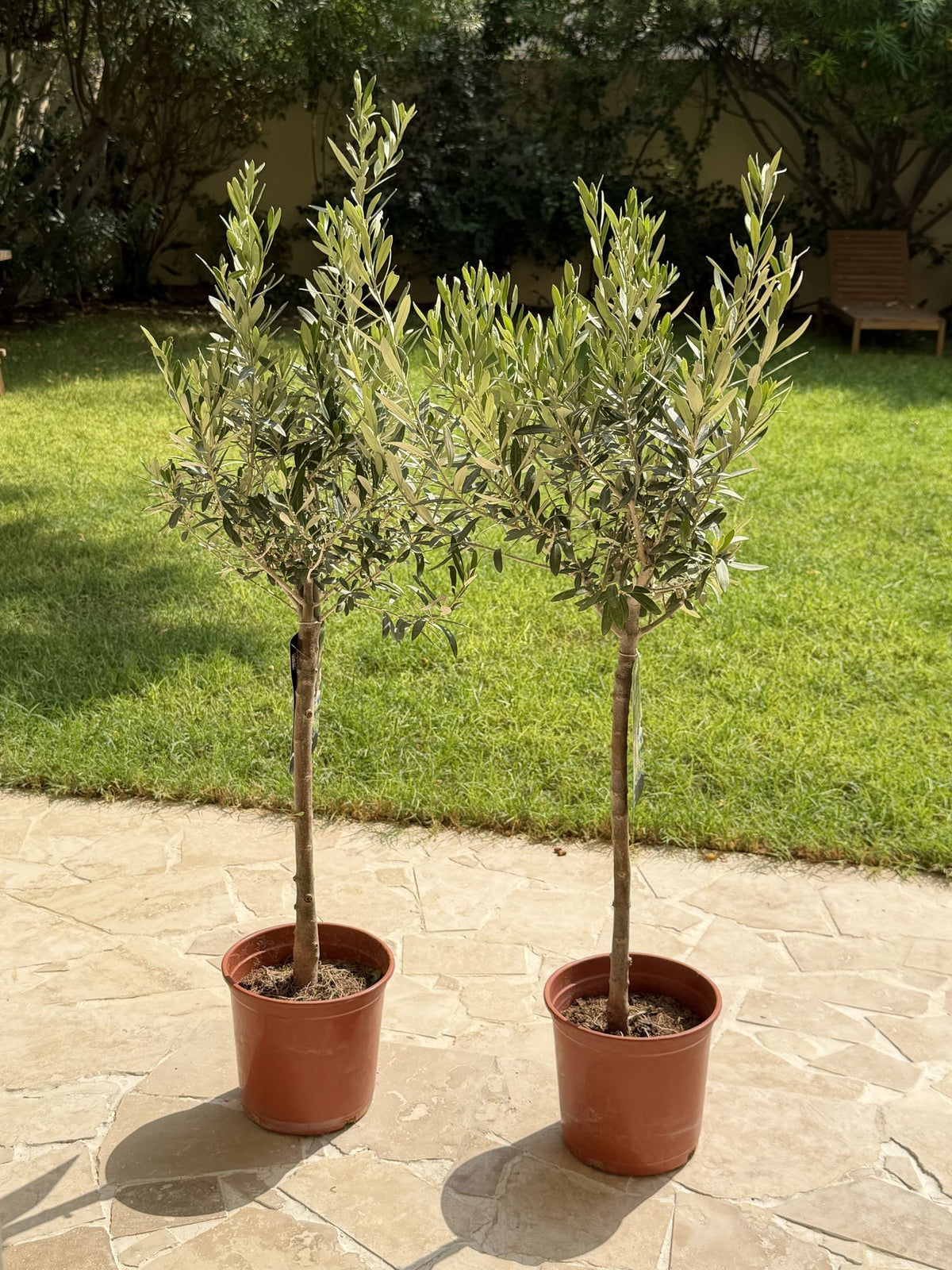 Pair of small olive trees in terracotta pots, green silver-gray leaves