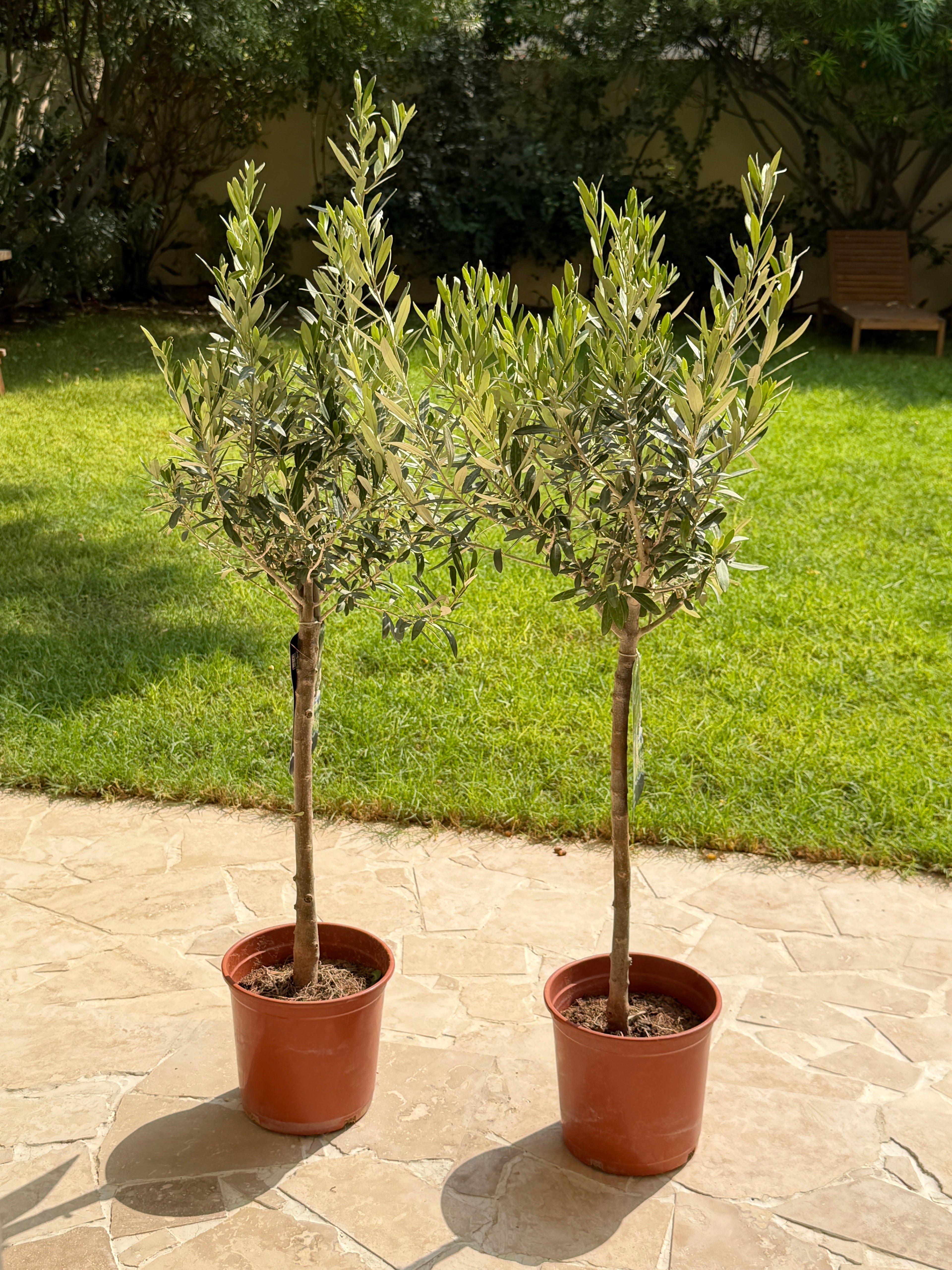 Olive Tree Pair