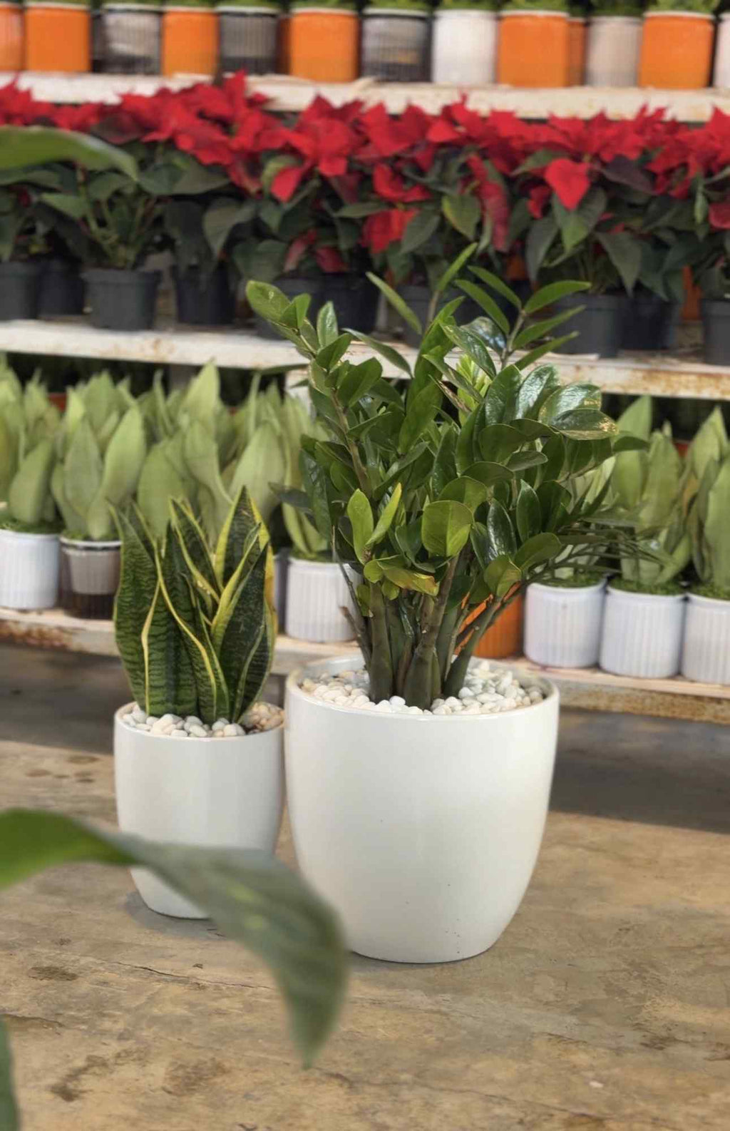 Low-light plant bundle with small potted plants in white pots