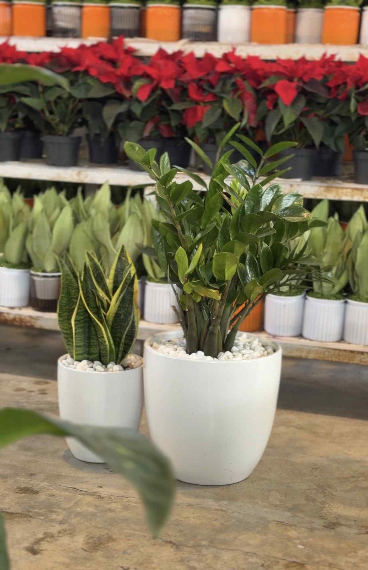 Low-light plant bundle with small potted plants in white pots