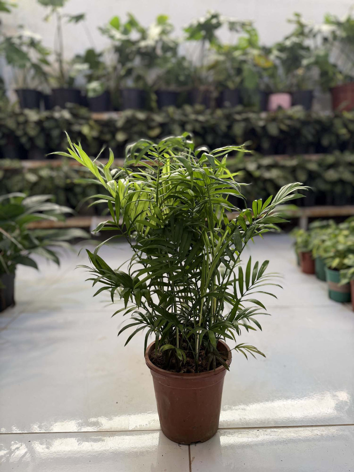 Parlour palm (Chamaedorea elegans) in a brown terracotta pot, green fronds