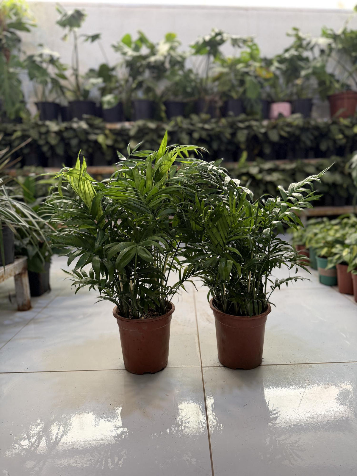 Parlour palm bundle of two potted green palm plants in brown pots