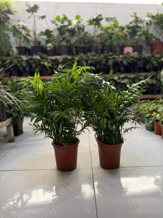 Parlour Palm Bundle