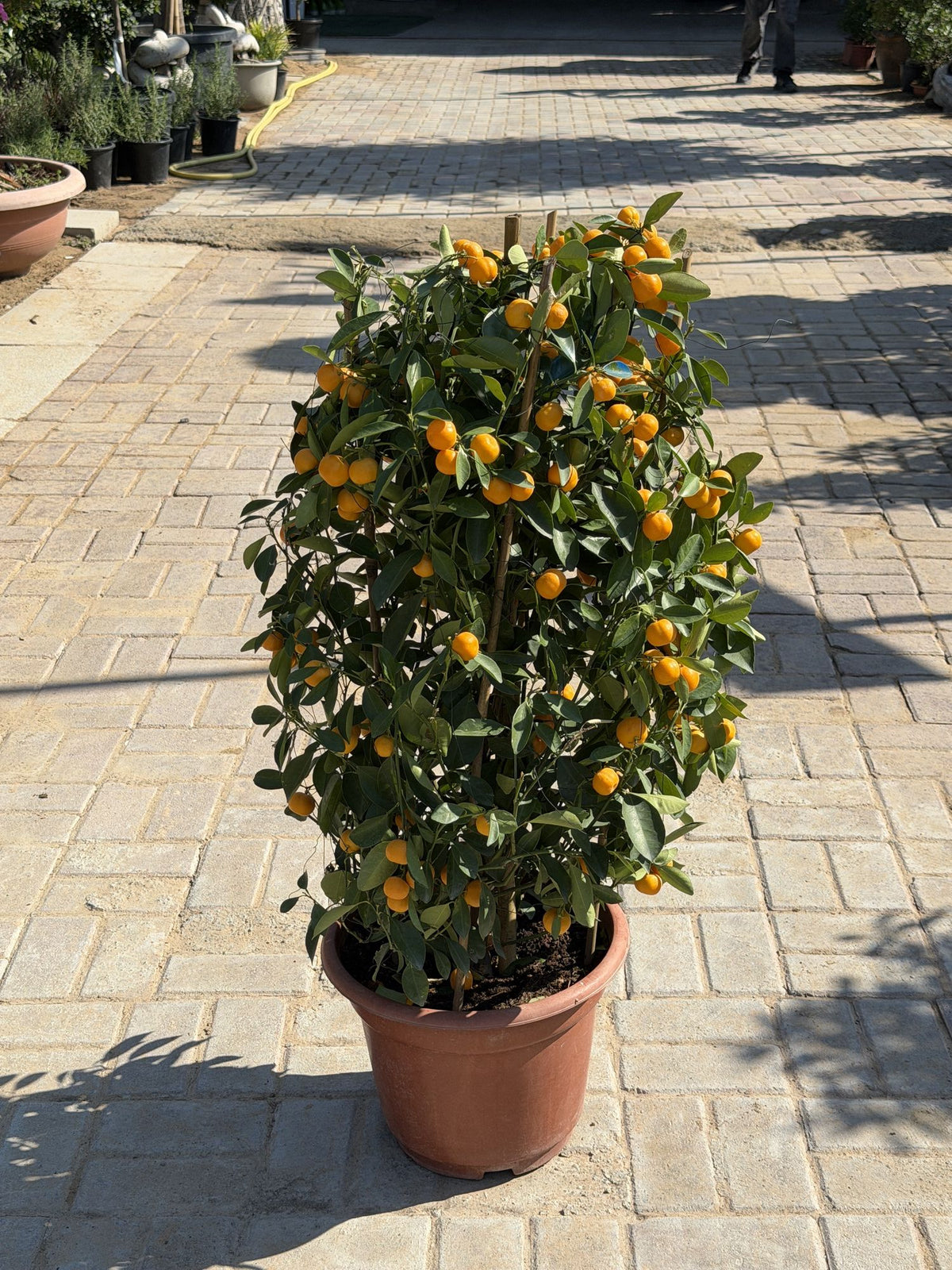 Calamansi citrus tree in terracotta pot, glossy green leaves with small orange fruits