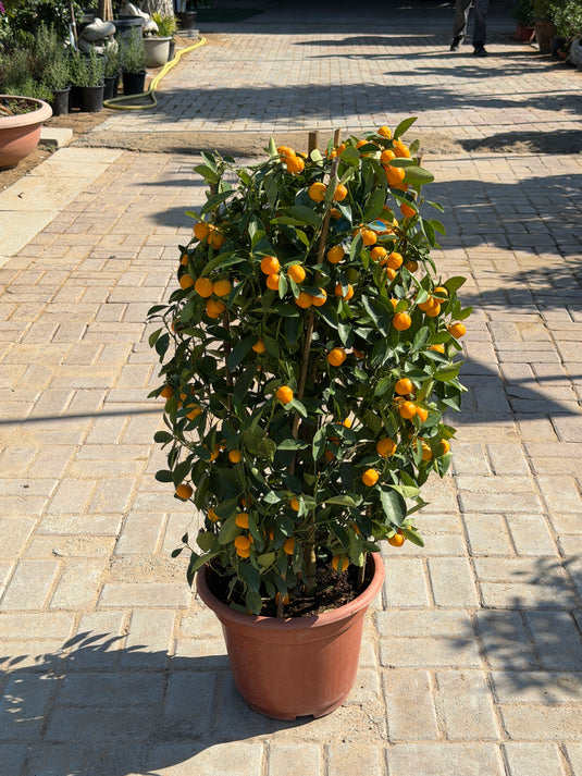 Calamansi (Citrofortunella Microcarpa)