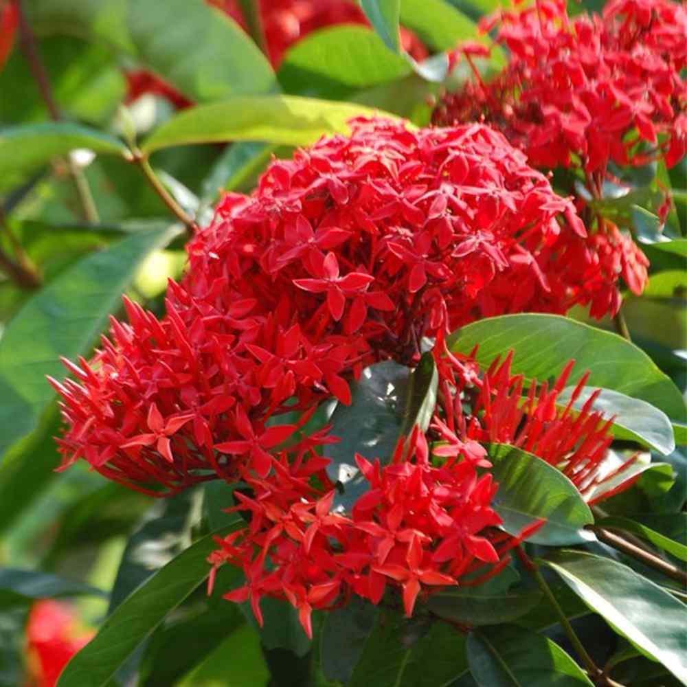 Red Ixora coccinea flower clusters with glossy green leaves